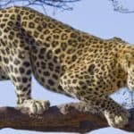 The Leopard is one of the strongest wild cats in terms of climbing ability. 