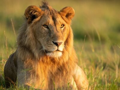 A Meet the Mapogo Coalition – The World’s Deadliest Lions (Reigned Over an Empire!)