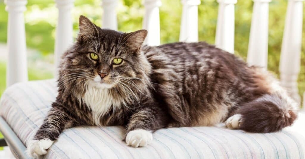 Strongest cats - Maine Coon