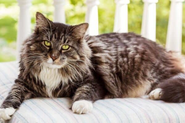 The Maine Coon is the largest non-hybrid domestic cat and is definitely one of the strongest cats.