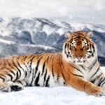 The tiger, with its powerful jaws, muscular legs and sharp claws, is the strongest cat.