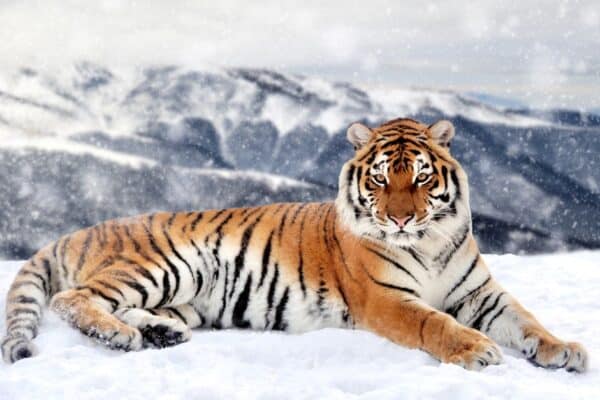 The tiger, with its powerful jaws, muscular legs and sharp claws, is the strongest cat.
