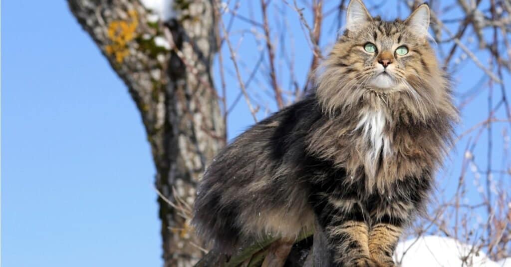 Strongest cats - norwegian forest cat