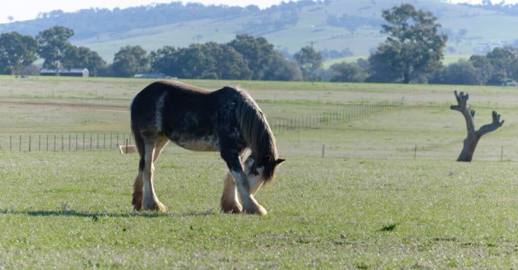 Tallest Horses - Australian Draught