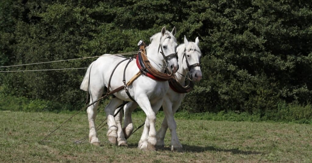 Tallest Horses - Boulonnais