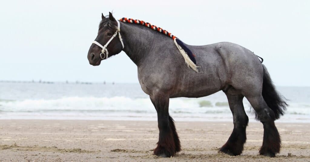 9 Breathtaking Draft Horse Breeds With Long Flowing Manes and