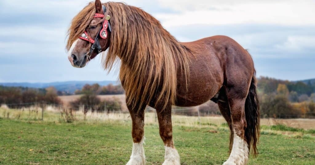 tallest horse ever recorded