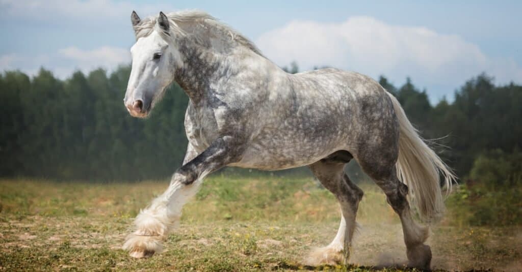 shire horse vs clydesdale