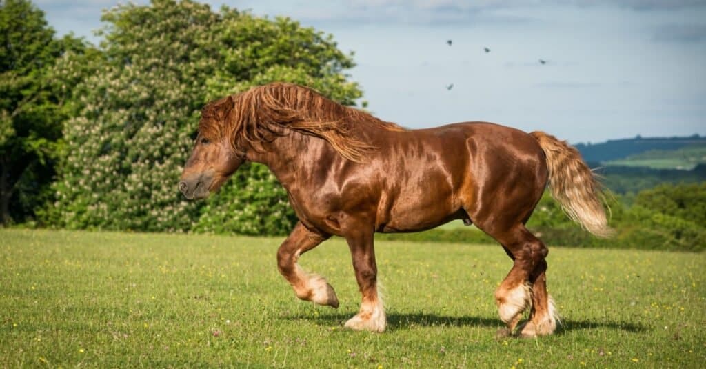 24 Types of Draft Horses Ranked By Their Enormous Size - AZ Animals