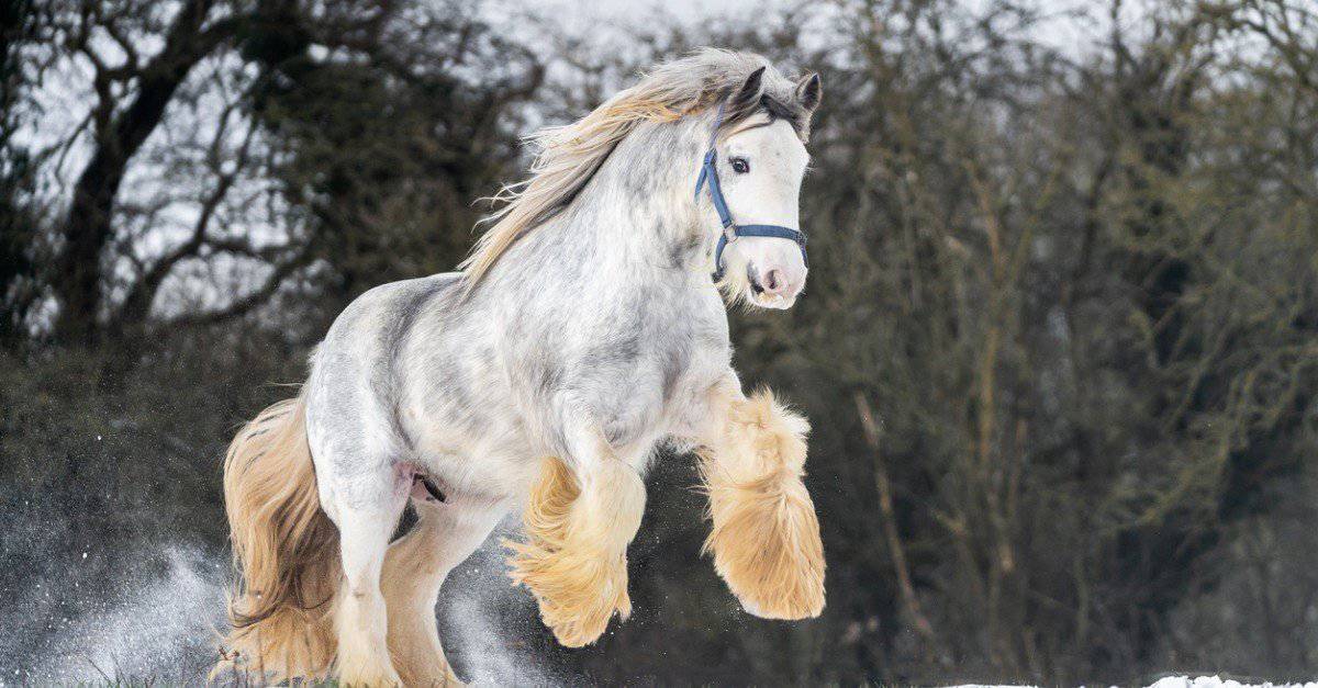 guinness world records tallest horse