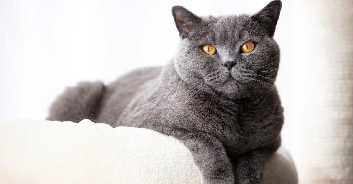 Tallest cats - British Shorthair