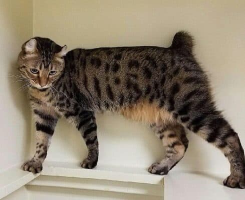 Top 8 Tallest Cats - A-Z Animals