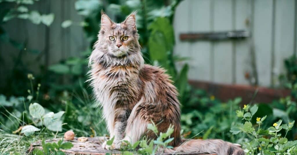 Maine coon cat sitting outside