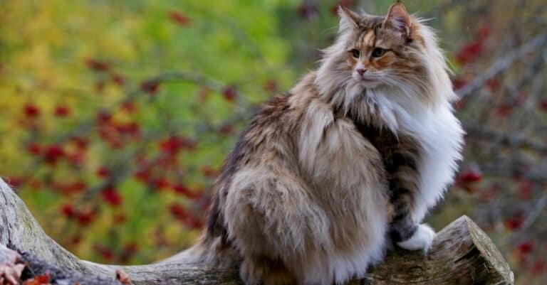 Tallest cats - Norwegian Forest Cat