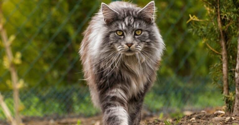 Maine Coon - A-Z Animals