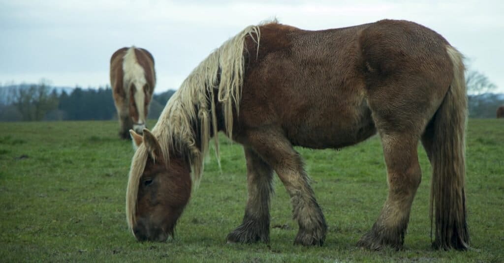 tallest horse ever recorded