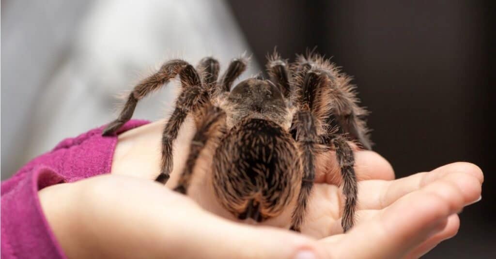 Tarantula vs Black Widow: Which Would Win in a Fight? - A-Z Animals