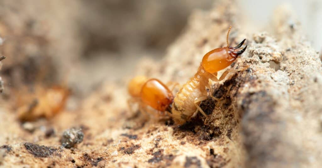 Termites eating wood