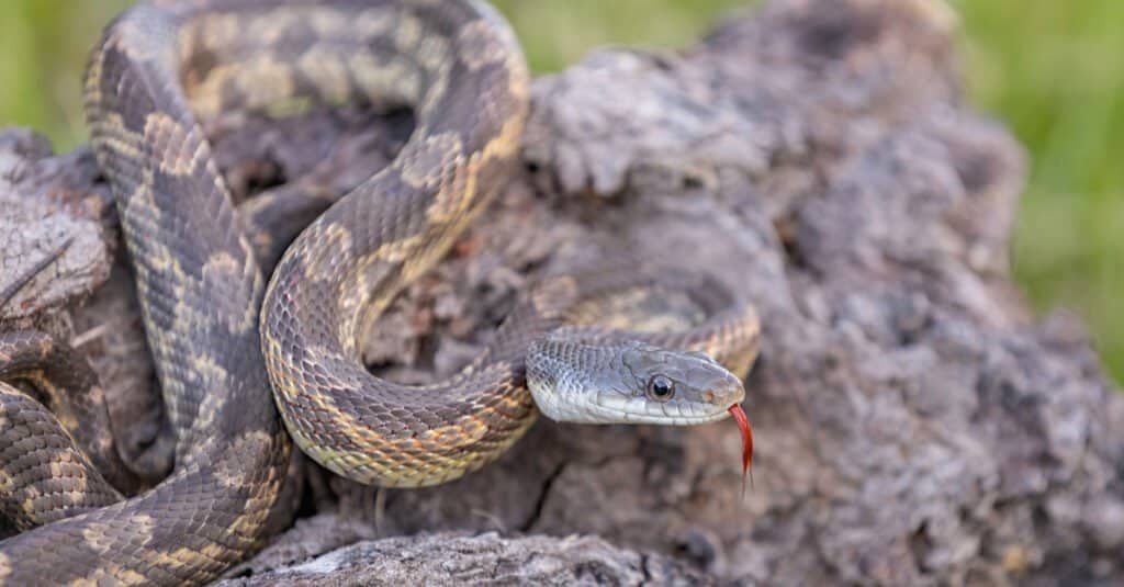Texas rat snake blending in with rock