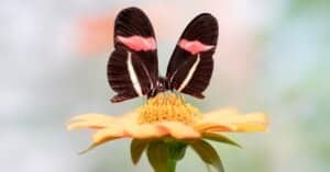 10 Poisonous Butterflies Picture