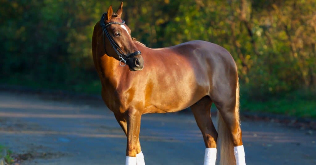 Thoroughbred standing in the sunshine in road