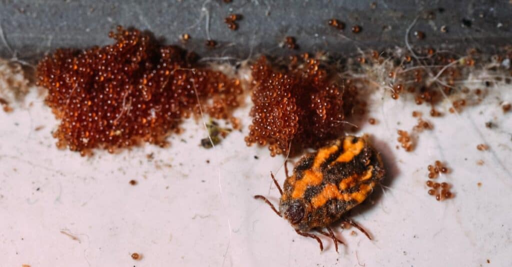 Brown Dog Ticks eggs