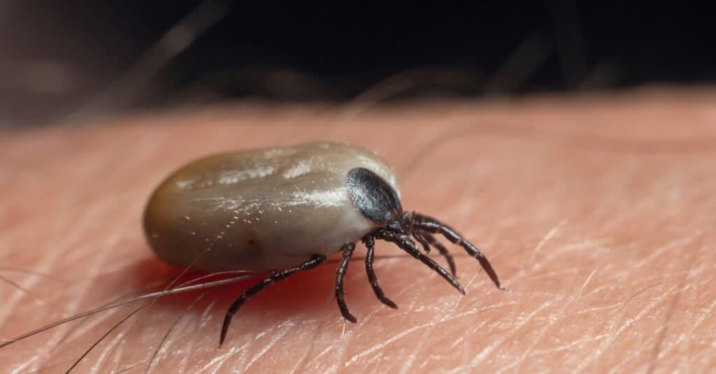 A tick drunk on blood crawls on human skin.