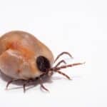 A Lyme disease tick has been removed from an animal.