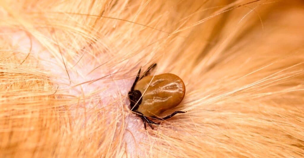 A tick bites a reddish dog.