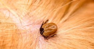 How to Spot Engorged Type of Ticks - A-Z Animals