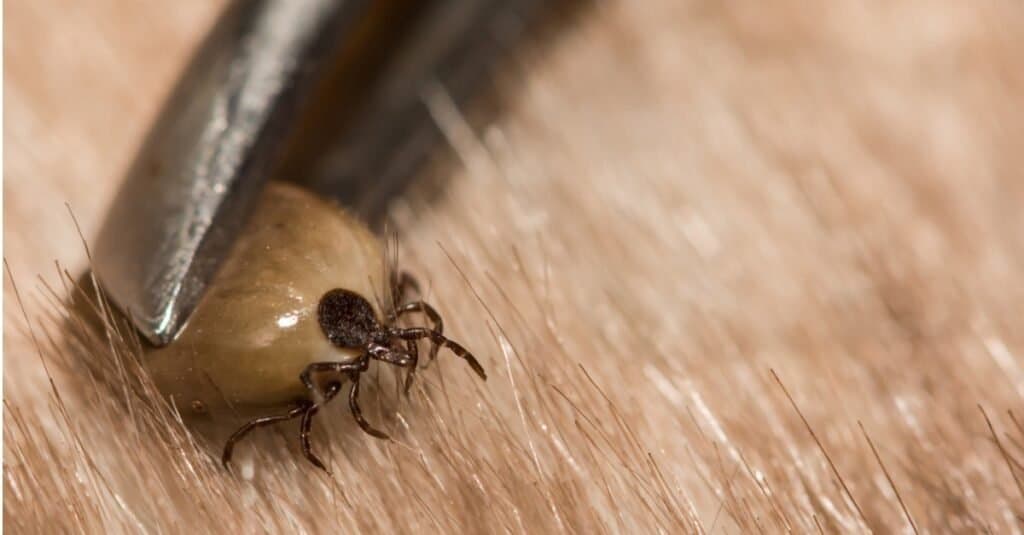 Female Deer Tick removed from an accidental host.