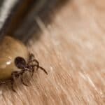 Female Deer Tick removed from an accidental host.