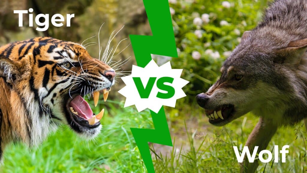 Tiger vs wolf