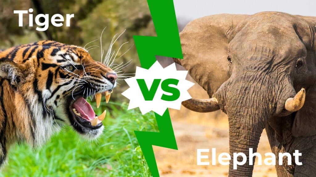 elephant vs tiger fight