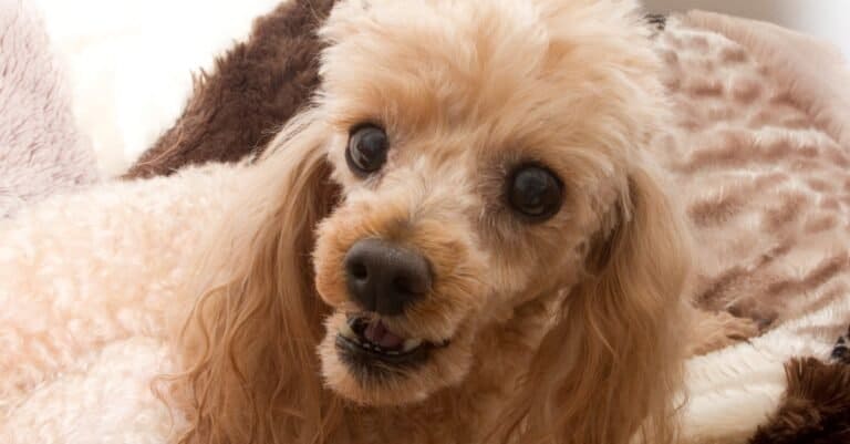 close up of a Toy Poodle snarling