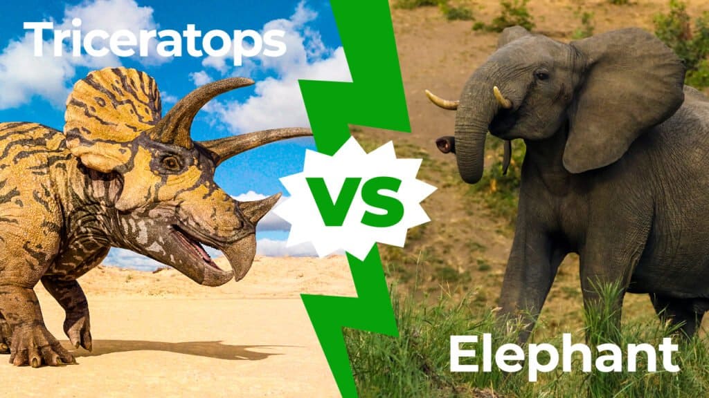 Triceratops vs elephant