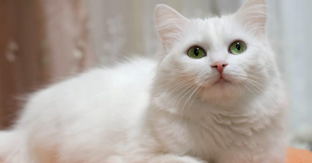 Most Intelligent Cat Breeds, Choosing The Right Cat For You, Cats