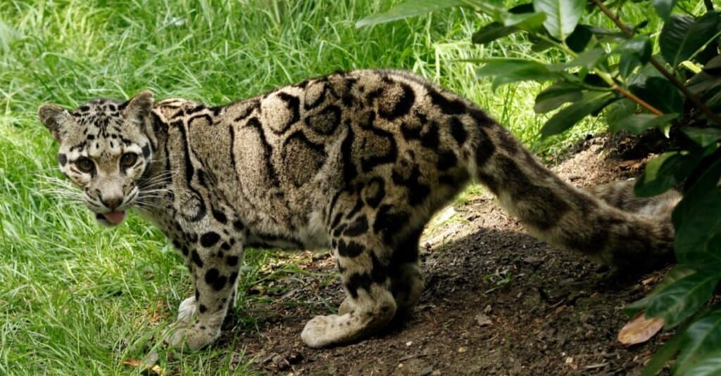 Types of Jaguar cats - Clouded Leopard