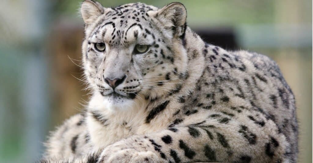 Types of Jaguar cats - Snow Leopard