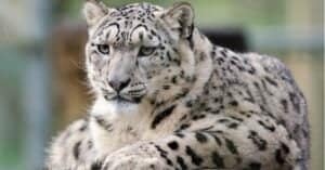 10 Incredible Snow Leopard Facts Picture