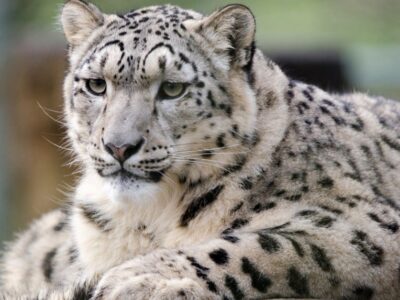 A 10 Incredible Snow Leopard Facts
