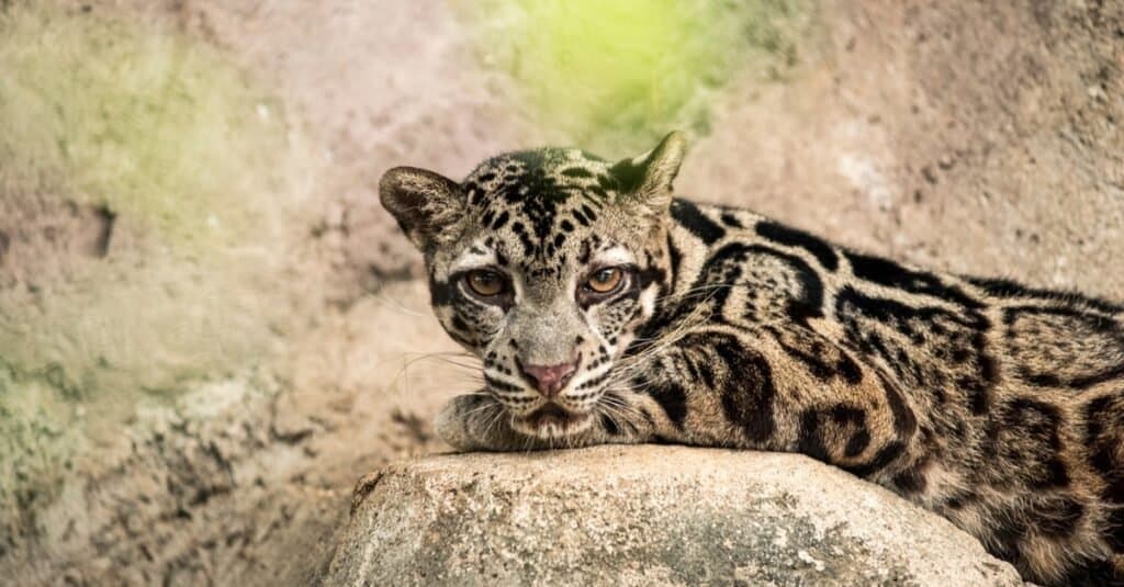 Types of Jaguar - Sunda Clouded Leopard