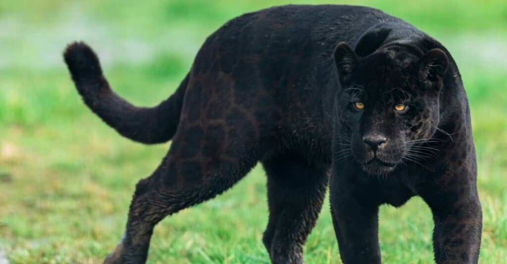 black panther animal running