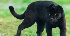 Dreaming of a Black Panther: Discover the Spiritual Meaning and Interpretation Picture