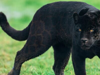 A Panther Quiz: Find Out What You Know About These Wild Cats!