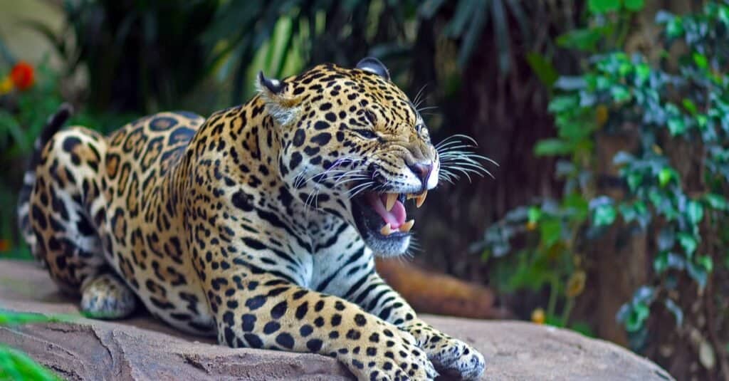 Types of Jaguar