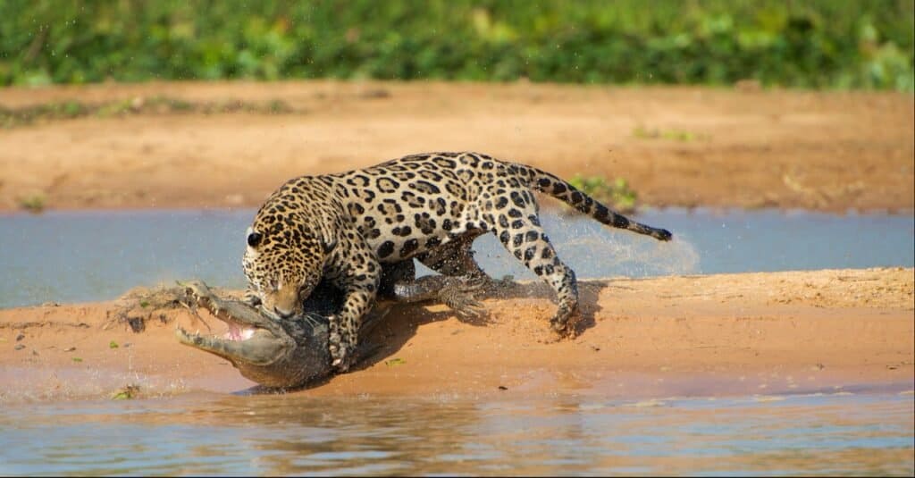 jaguar vs crocodile