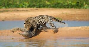 Watch as a Bulky Jaguar Sneaks Into a Caiman’s Pond and Drags the Reptile By The Throat Picture