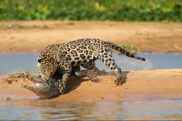 A Jaguar attacking a Cayman crocodile.