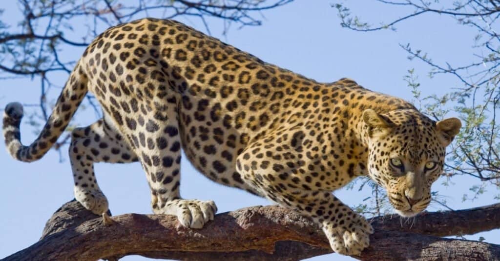 Types of Jaguar cats - leopard